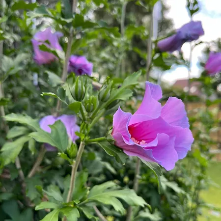 דירה Casalino Di Anna 2 *