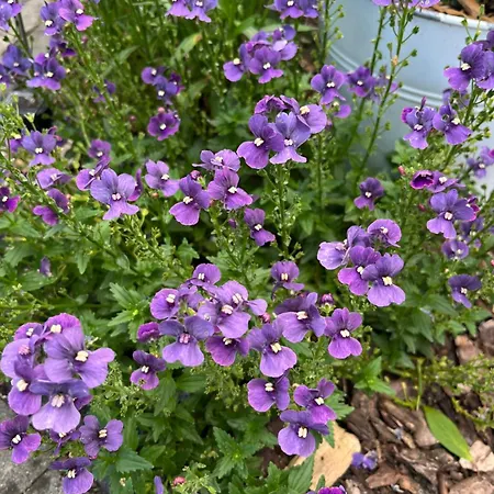 Casalino Di Anna 2 *