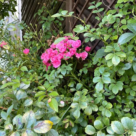 Casalino Di Anna 2 Apartmán