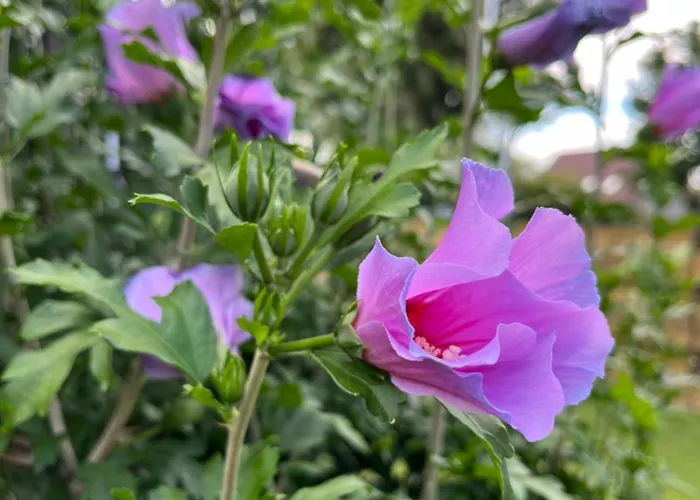 דירה Casalino Di Anna 2 *