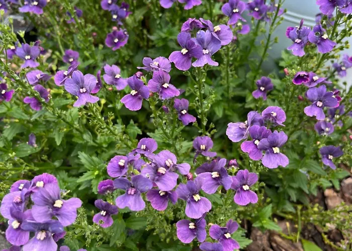 Casalino Di Anna 2 *