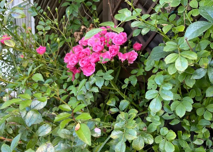 Casalino Di Anna 2 דירה